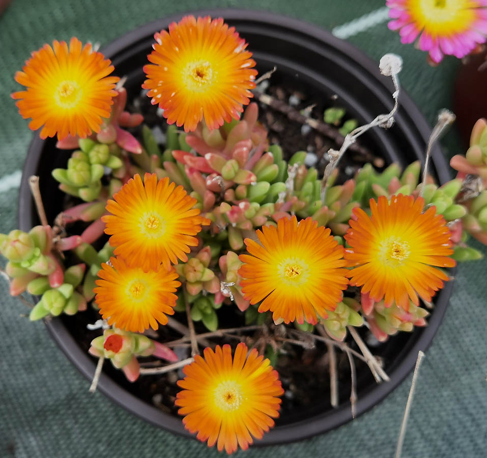 Delosperma 'cultivars & hybrides' 6